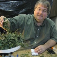 Paul Stanford trims his medical marijuana he gives away free to patients in Oregon